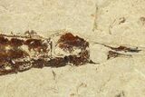 Plate of Fossil Pipefish (Syngnathus & Hipposyngnathus) #275040-4